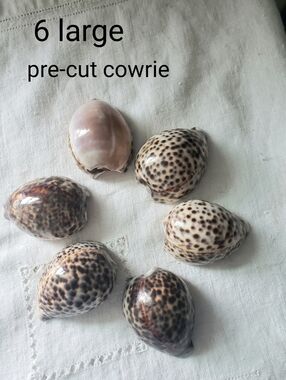 6 Large Tiger Cowrie Pre-cut Shells